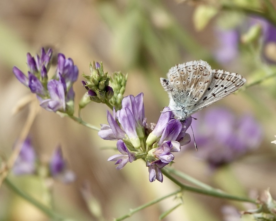 chalk-hill blue